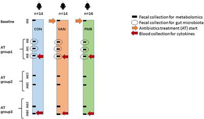 Integrated Analysis of the Alterations in Gut Microbiota and Metabolites of Mice Induced After Long-Term Intervention With Different Antibiotics